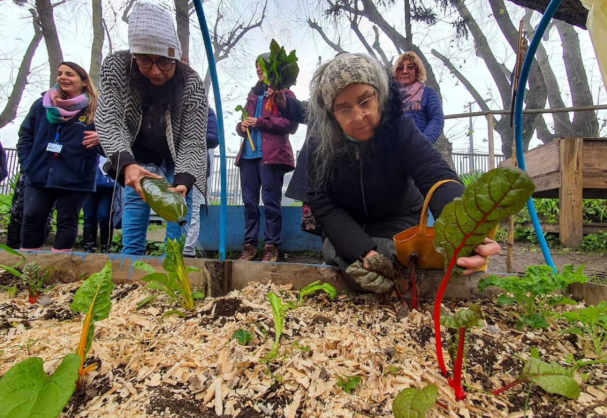 Huerto comunitario municipal de Concepción logró su primera cosecha ...